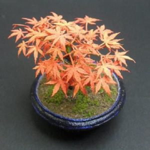 1/12 盆 もみじ