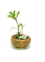 【再販】 BONN02 丸鉢寄せ植え【茶】