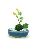 【再販】 BONN07 小判寄せ植え【紺】