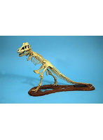 GM07906 1/24 ティラノサウルス 骨格モデル
