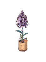 Lilac （英語版）