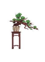 【10%ポイント還元中】松盆栽