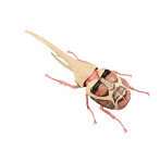 自由研究シリーズ No.262 TVアニメ『進撃の巨人』編 ヘラクレスオオカブト 超大型巨人仕様