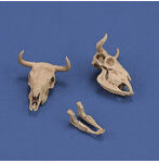 ［RM1051］1/35 ジオラマアクセサリー 牛の頭骨