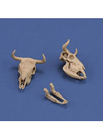 ［RM1051］1/35 ジオラマアクセサリー 牛の頭骨