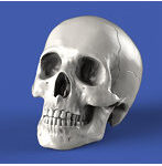 ［RM853］1/35 ジオラマアクセサリー 頭蓋骨セット