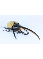 自由研究シリーズ No.26 EX-1いきもの編 ヘラクレスオオカブト 特別解説付きバージョン （仮）