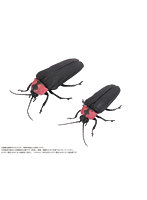 DiGiSM ゲンジボタル（メス・オスペア）