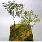 1/35 ガジュマル