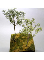 1/35 ガジュマル