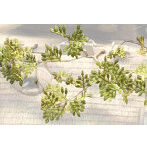 1/35 カモフラージュA