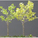 1/35 プラタナス