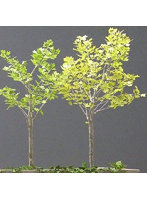 1/35 プラタナス