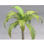 1/35 ココヤシの葉