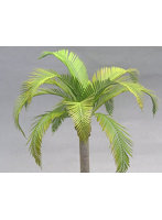 1/35 ココヤシの葉