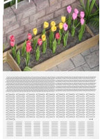 1/48 チューリップ ［A-3-48］