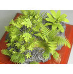 1/35 ジャングルプラント