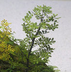 1/35 オーク ［A-5-35］