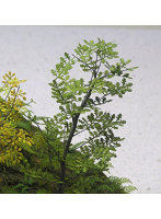 1/35 オーク ［A-5-35］