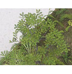 1/48 オーク ［A-5-48］