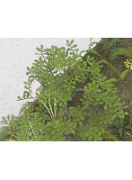 1/48 オーク ［A-5-48］