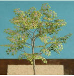 1/48 メープル ［A-6-48］