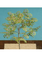 1/48 メープル ［A-6-48］