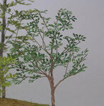 1/35 雑木 ［A-7-35］