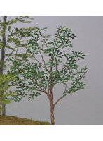 1/35 雑木 ［A-7-35］