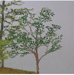 1/48 雑木 ［A-7-48］