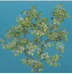 1/35 リンデン ［A-7-35］