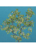 1/35 リンデン ［A-7-35］