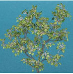 1/48 リンデン ［A-8-48］