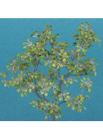 1/48 リンデン ［A-8-48］