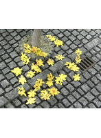 落葉メープル（黄）