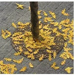 落葉・オーク（黄）
