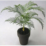 1/12 アレカヤシ