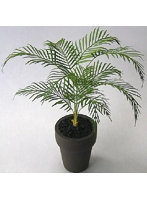 1/12 アレカヤシ