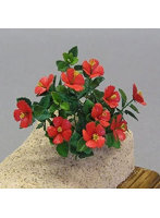 1/12 ハイビスカス