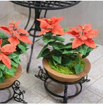 1/12 ポインセチア