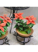 1/12 ポインセチア