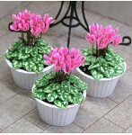 1/12 シクラメン