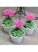 1/12 シクラメン