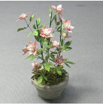 1/12 クレマチス