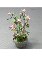 1/12 クレマチス