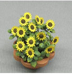 1/12 ミニヒマワリ