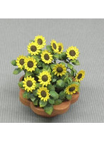 1/12 ミニヒマワリ