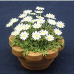 1/12 マーガレット