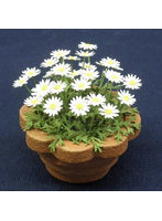 1/12 マーガレット