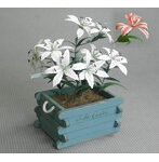 1/12 カサブランカ